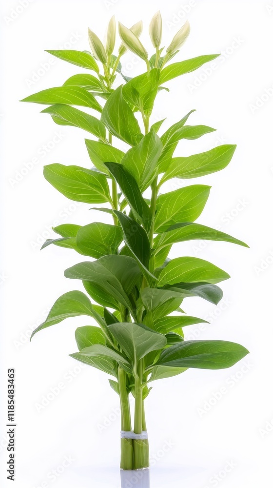 Obraz premium Lush Green Lily Plant with Buds Isolated on White Background
