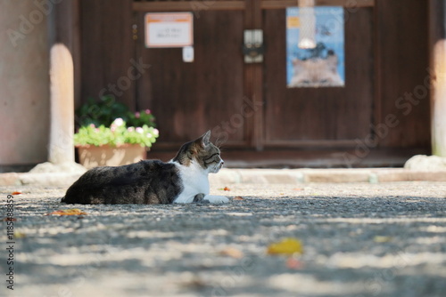 Wallpaper Mural 神社の境内に座る猫 Torontodigital.ca