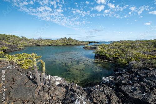 Galapagos volcanic landscape, mangroves, lagoon, Galápagos Islands