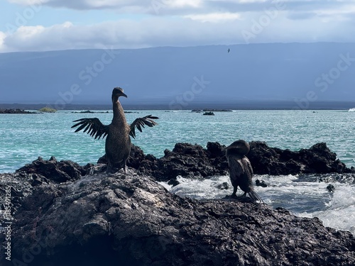 Galapagos flightless cormorants squabble over a fishing spot, Galápagos Islands