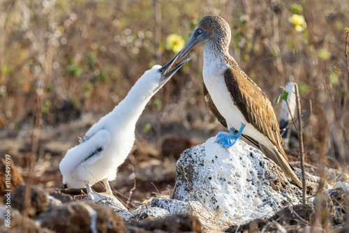 Blue footed booby regurgitating food to feed its young, Galápagos Islands