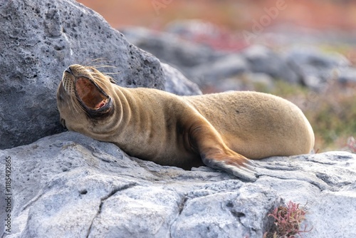 Sleepy Galapagos sea lion yawns while napping on a volcanic rock