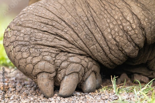 The foot of a Galapagos Giant Tortoise, Galápagos Islands