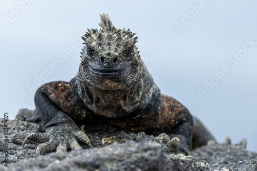 A marine iguana resting on the lava rocks, Galápagos Islands