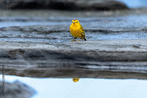 Galapagos yellow warbler casts a reflection in a tidal pool in lava rock