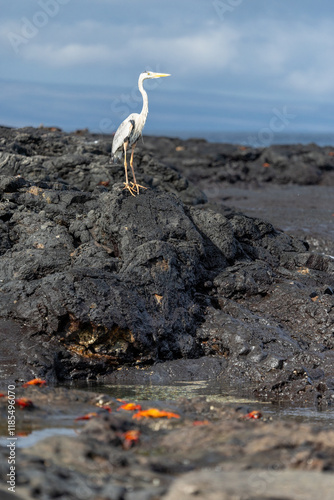 A seabird looks at Sally Lightfoot crabs on Galápagos Islands