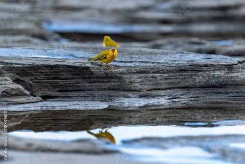 Galapagos yellow warbler looks at its reflection in a tidal pool in lava rock