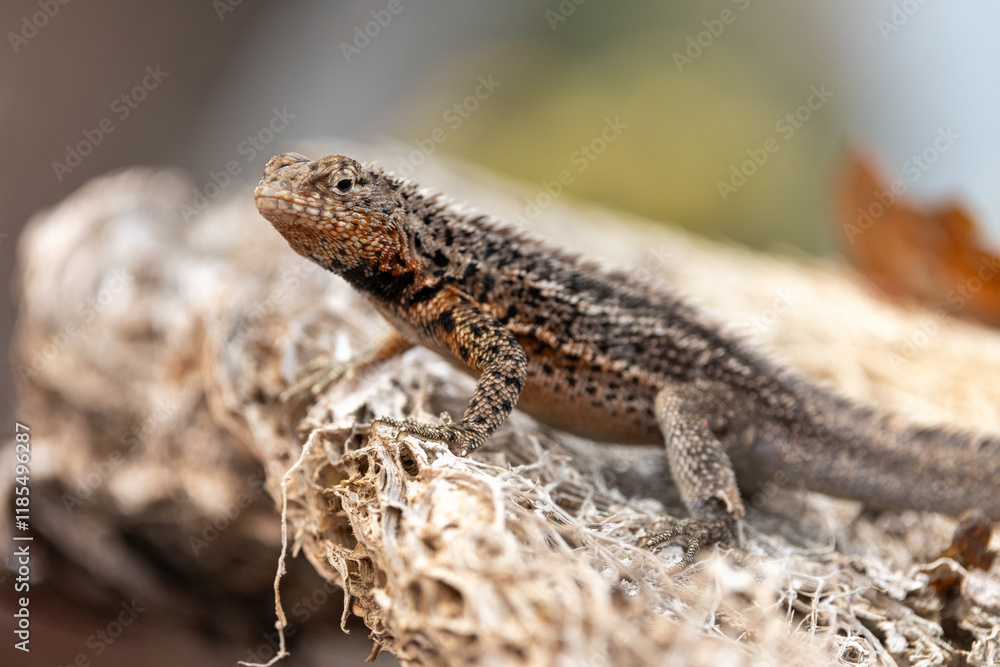 Naklejka premium Galapagos lava lizard rests op top of a volcanic rock