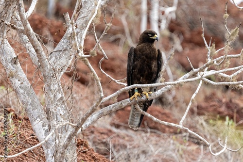 Galapagos hawk looks for its prey