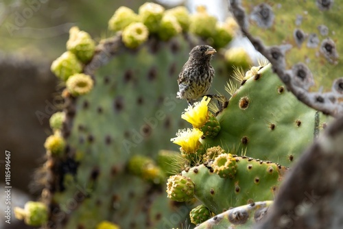 A Galapagos finch feasts on a yellow cactus flower