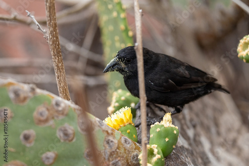 A Galapagos finch feasts on a yellow cactus flower