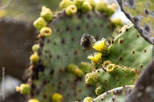 A Galapagos finch feasts on a yellow cactus flower