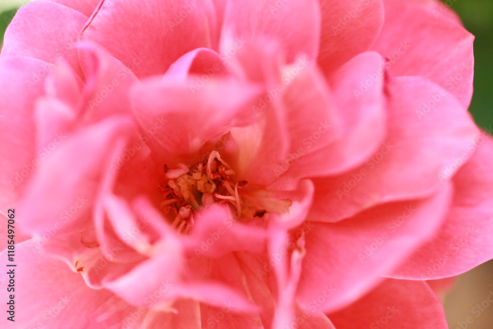Roses are beautiful flowers, no matter what angle you look at, everyone is fascinated by you. Roses are beautiful flowers, no matter what angle you look at, everyone is fascinated by you.