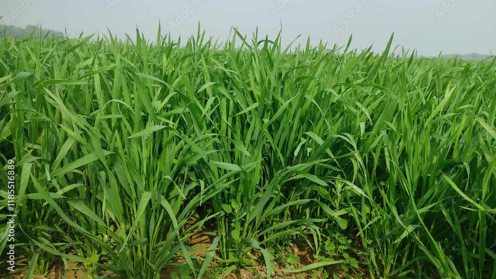 Endless green farm fields with growing wheat and corn in spring Endless green farm fields with growing wheat and corn in spring