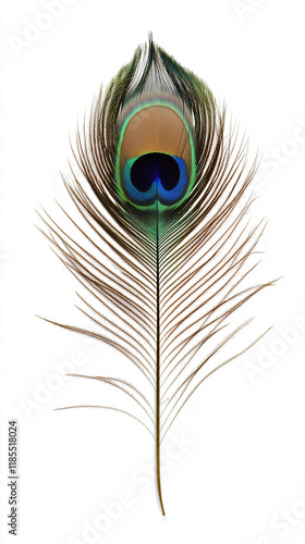 Beautiful bright peacock feather isolated on white background photo