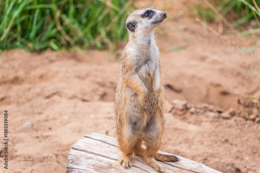 Fototapeta premium Meerkat, Suricata suricatta, on hind legs. Portrait of meerkat standing on hind legs with alert expression. Portrait of a funny meerkat sitting on its hind legs.