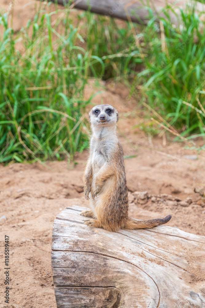 Meerkat, Suricata suricatta, on hind legs. Portrait of meerkat standing on hind legs with alert expression. Portrait of a funny meerkat sitting on its hind legs. Meerkat, Suricata suricatta, on hind legs. Portrait of meerkat standing on hind legs with alert expression. Portrait of a funny meerkat sitting on its hind legs.