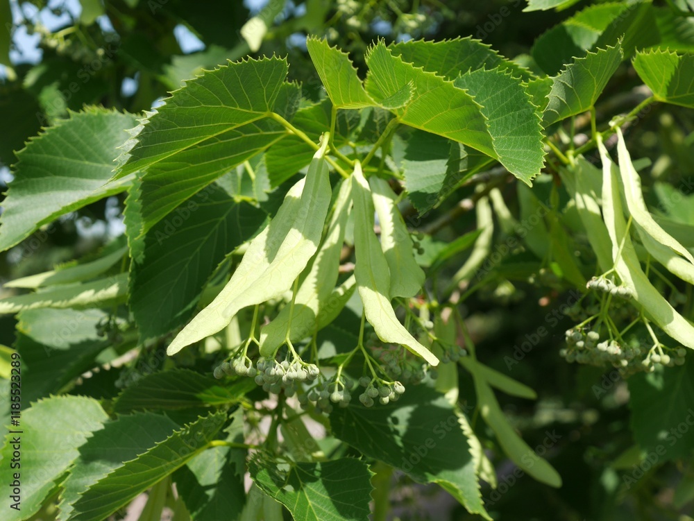 Legend Linden tree flowers and leaves in spring, Colorado Legend Linden tree flowers and leaves in spring, Colorado