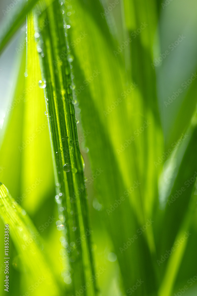 Close up of dew covered green grass in the morning Close up of dew covered green grass in the morning