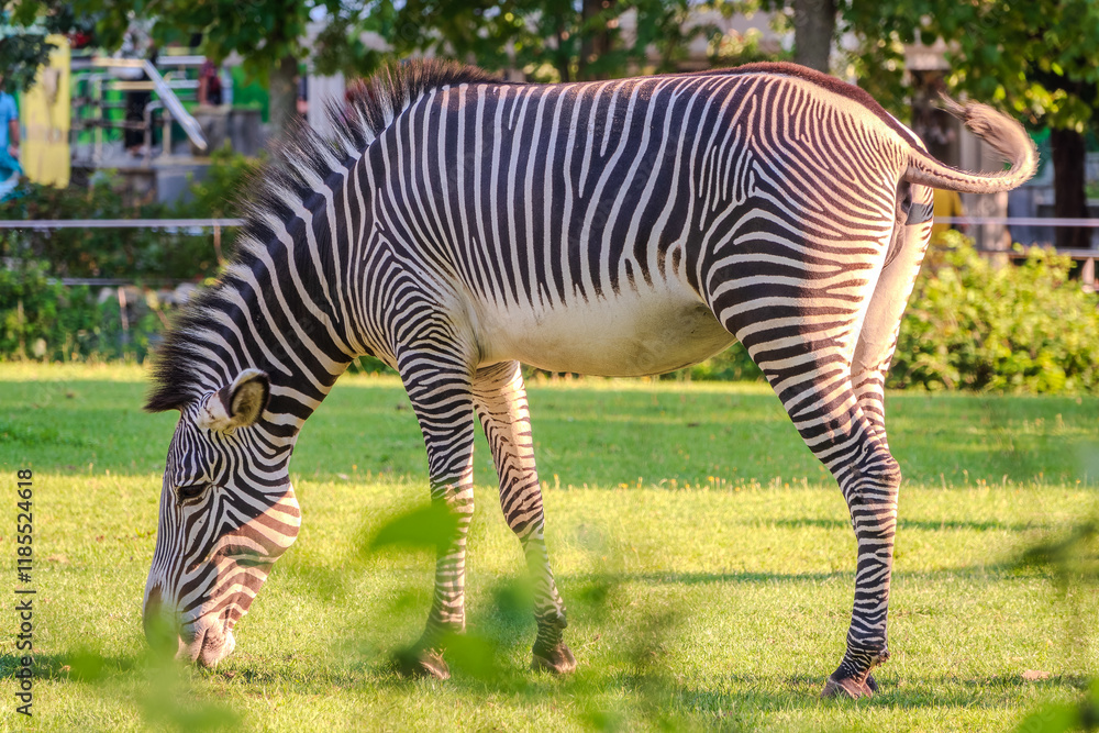 Grevy's zebra, lat Equus grevyi, also known as the imperial zebra eats green grass. Grevy's zebra, lat Equus grevyi, also known as the imperial zebra eats green grass.