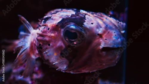 Close up of a Cyclichthys fish swimming near coral reefs photo