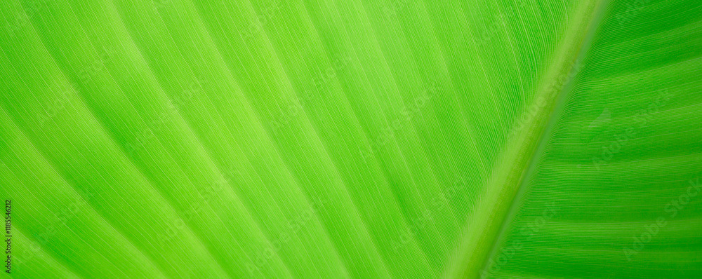 Green leaves, banana leaves, natural patterns, clean details,cover page,cover space Green leaves, banana leaves, natural patterns, clean details,cover page,cover space