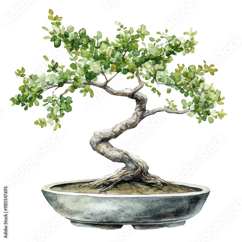 A watercolor vector of an Elm Bonsai, isolated on a white background. Elm vector.
