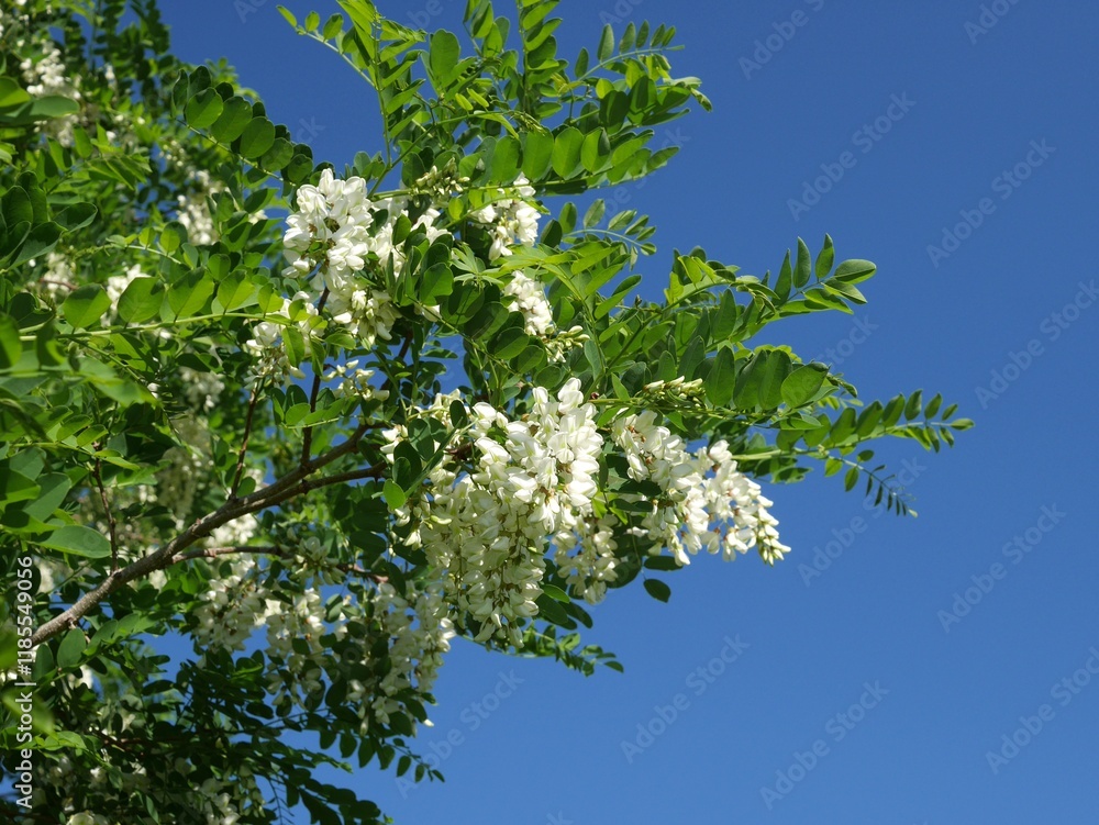 Fototapeta premium Frisia Golden Locust tree flowers and leaves, Colorado