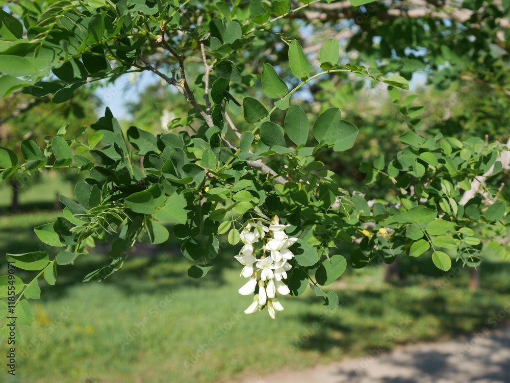 Frisia Golden Locust tree flowers and leaves, Colorado Frisia Golden Locust tree flowers and leaves, Colorado