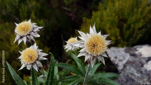 blossoms of thistles (carlina biebersteinii) on the island of Madeira (Portugal) photo