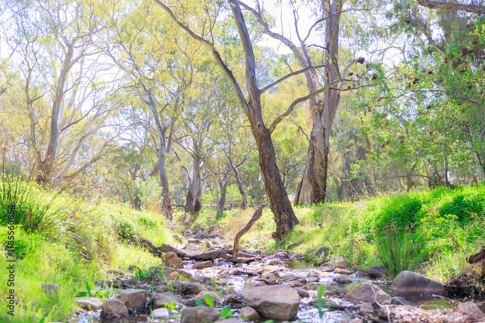 朝日差し込む早春の小川