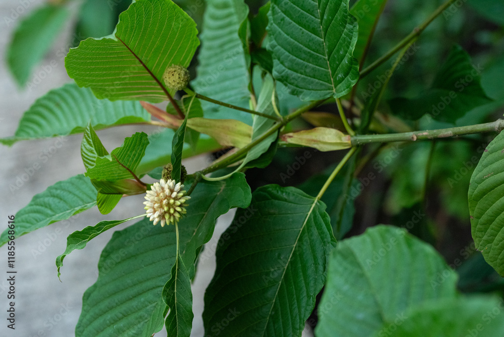 Fototapeta premium Kratom plant with green leaves and white flowers, showcasing its natural beauty and unique foliage. vibrant leaves and delicate blooms create serene atmosphere