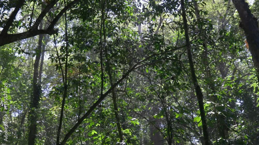 Tropical rainforest dense tree canopy foliage, high humidity exotic vegetation Costa Rica Tropical rainforest dense tree canopy foliage, high humidity exotic vegetation Costa Rica