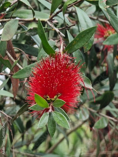 Close-up of a red Bottlebrush Myrtaceae Callistemon in bloom in the Australian bush