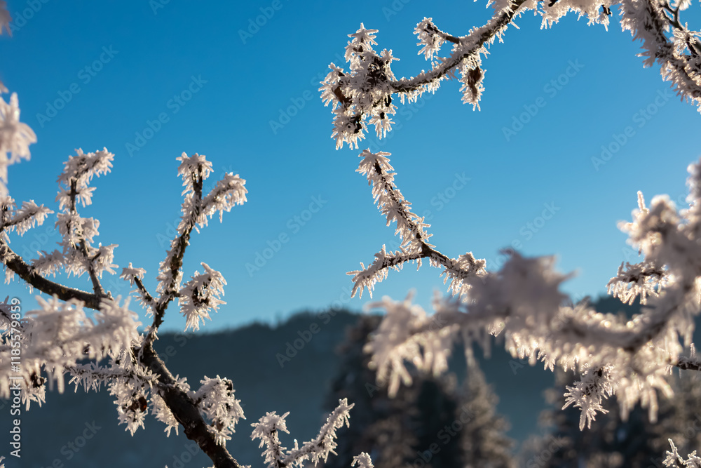 Tree branch covered in frost against a clear blue sky. Ice crystals on the branches create a stunning winter scene. The image evokes a sense of peace, tranquility, and the beauty of nature in winter. Tree branch covered in frost against a clear blue sky. Ice crystals on the branches create a stunning winter scene. The image evokes a sense of peace, tranquility, and the beauty of nature in winter.