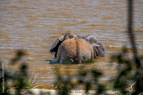 Canvas Print African bush elephants swimming in the water