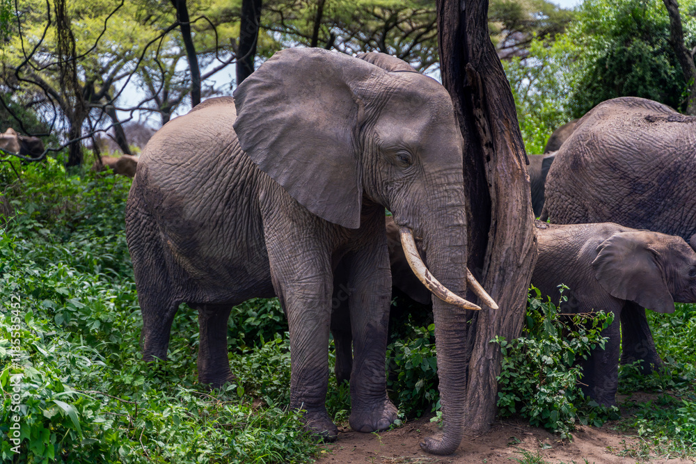 Fototapeta premium Group of African elephants pass safari vehicles in Tanzania 
