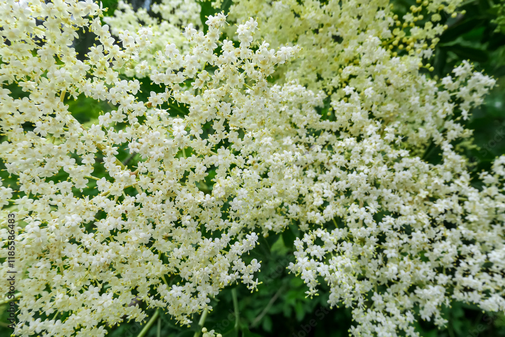 Cluster of delicate white flowers elderflower plant (Sambucus nigra). Tiny, star-shaped flowers form dense, fragrant cloud, creating beautiful intricate pattern. Evokes a sense of spring, freshness Cluster of delicate white flowers elderflower plant (Sambucus nigra). Tiny, star-shaped flowers form dense, fragrant cloud, creating beautiful intricate pattern. Evokes a sense of spring, freshness