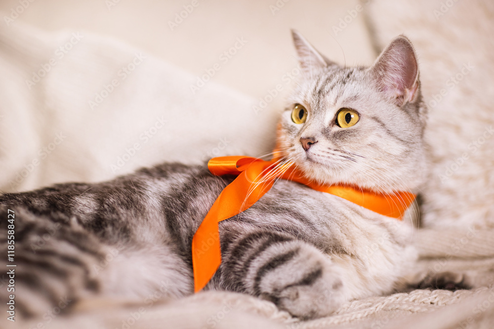 Naklejka premium beautiful, gray British cat with an orange bow on her neck on a light background in a home environment.