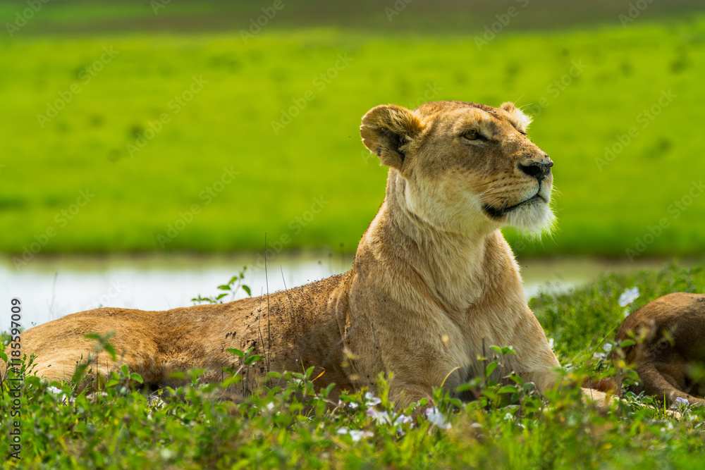 Pride of lions in the Serengeti, Tanzania Pride of lions in the Serengeti, Tanzania