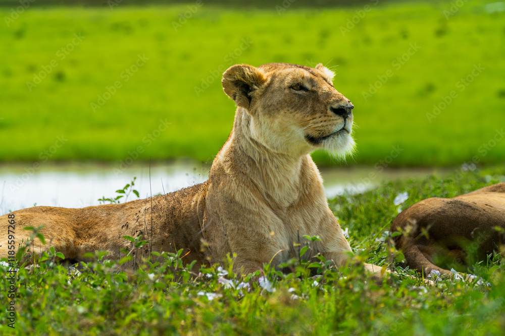 Pride of lions rolling around in the fields of Africa Pride of lions rolling around in the fields of Africa