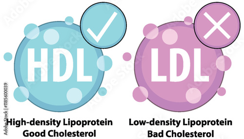Understanding HDL and LDL Cholesterol