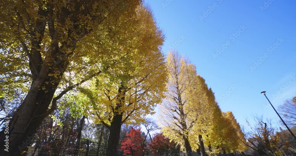Yellow tall gingko trees at the public park in Tokyo in autumn low angle Yellow tall gingko trees at the public park in Tokyo in autumn low angle
