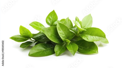 Fresh green Melientha suavis leaves arranged elegantly on a clean white background showcasing their vibrant color and natural texture. photo