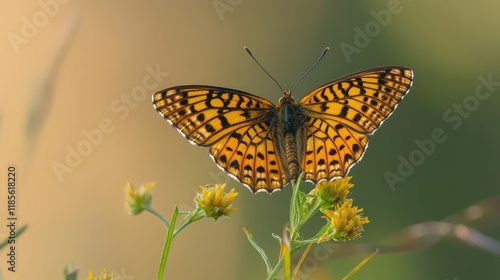 Melitaea didyma Spotted Fritillary Butterfly on Yellow Wildflowers in Soft Natural Background photo