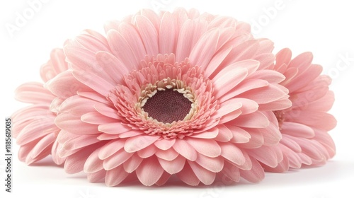 Delicate pink gerbera daisies beautifully isolated on a white background showcasing their intricate petals and vibrant color. photo