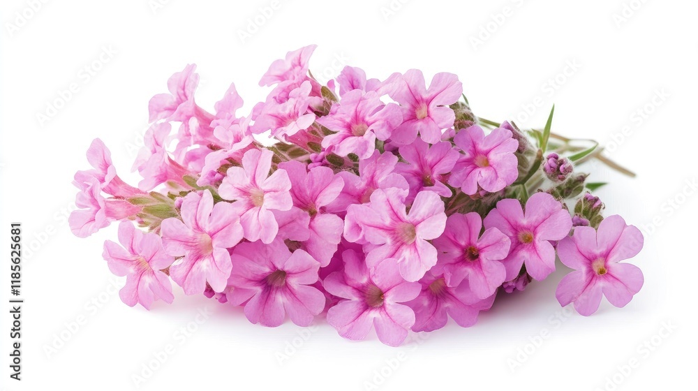 Obraz premium Bunch of delicate pink verbena flowers on a white background highlighting their vibrant color and intricate petal details
