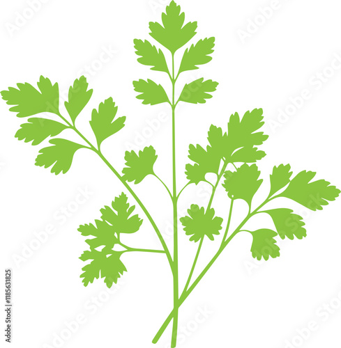 Green parsley leaf twigs in a hand drawn style vegetable silhouette on white background
vector illustration.