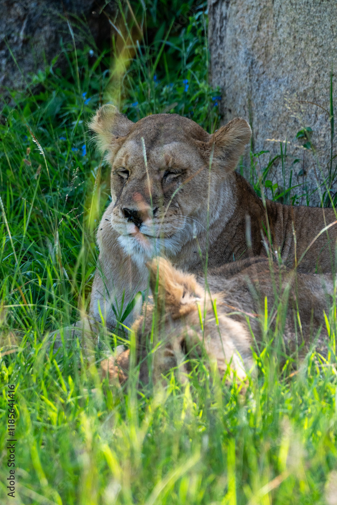 Naklejka premium Pride of lions sleeping in the shade