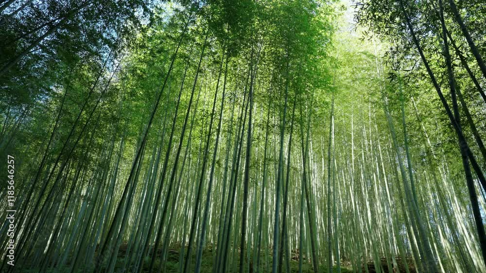 Green Bamboo forest with sunlight in Taiwan Green Bamboo forest with sunlight in Taiwan
